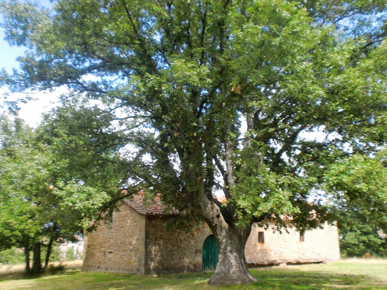 Robledal de rebollo (Quercus pyrenaica)